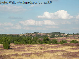 Buchholz in der Nordheide