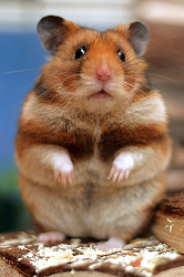 richtige Kleintierhaltung Goldhamster