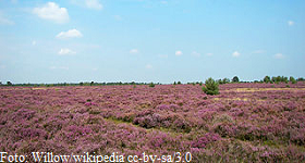 Osterheide bei Uetze